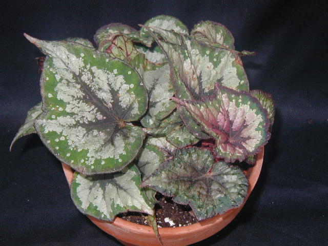 B. ‘Fairies Favorite’